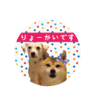 柴犬と白い雑種犬-18（個別スタンプ：29）