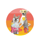 柴犬と白い雑種犬-18（個別スタンプ：32）