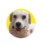 柴犬と白い雑種犬-18（個別スタンプ：34）