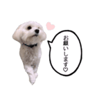 白い犬の冬（個別スタンプ：17）