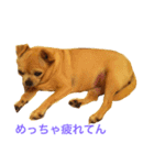 口の悪いチワワ（個別スタンプ：1）
