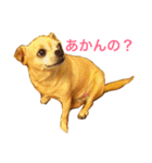 口の悪いチワワ（個別スタンプ：2）
