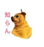 口の悪いチワワ（個別スタンプ：5）