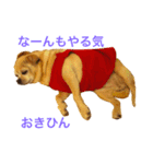 口の悪いチワワ（個別スタンプ：6）