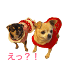 口の悪いチワワ（個別スタンプ：7）