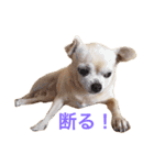 口の悪いチワワ（個別スタンプ：8）