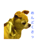 口の悪いチワワ（個別スタンプ：10）
