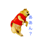 口の悪いチワワ（個別スタンプ：11）
