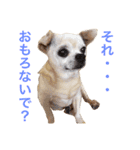 口の悪いチワワ（個別スタンプ：12）
