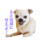 口の悪いチワワ（個別スタンプ：14）