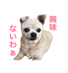 口の悪いチワワ（個別スタンプ：15）