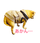 口の悪いチワワ（個別スタンプ：16）