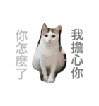 Cat's emoji（個別スタンプ：1）