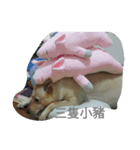 This is a dog .（個別スタンプ：4）