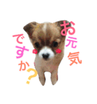 私の愛犬（個別スタンプ：13）