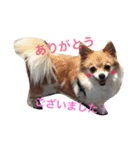 私の愛犬（個別スタンプ：27）