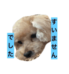 私の愛犬（個別スタンプ：31）