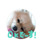 愛犬ず！！（個別スタンプ：2）