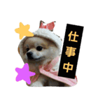 愛犬ず！！（個別スタンプ：7）