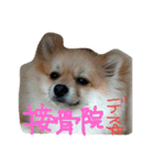 愛犬ず！！（個別スタンプ：8）