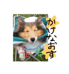 愛犬ず！！（個別スタンプ：10）