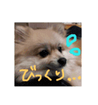 愛犬ず！！（個別スタンプ：13）