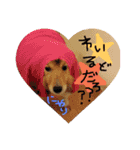 愛犬ず！！（個別スタンプ：14）