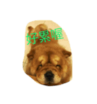 BABY BEAR dog（個別スタンプ：1）