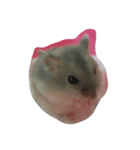 Different types of cute hamsters（個別スタンプ：6）