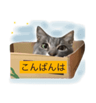 信州産の猫ぐりちゃんNo.2（個別スタンプ：4）