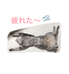 信州産の猫ぐりちゃんNo.2（個別スタンプ：27）