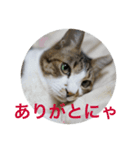 しあわせねこ1（個別スタンプ：2）