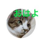 しあわせねこ1（個別スタンプ：4）