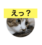 しあわせねこ1（個別スタンプ：8）