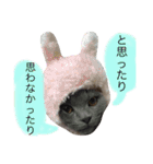 灰色猫ちゃんのみさお②（個別スタンプ：1）