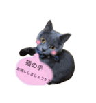 灰色猫ちゃんのみさお②（個別スタンプ：2）