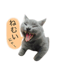 灰色猫ちゃんのみさお②（個別スタンプ：4）