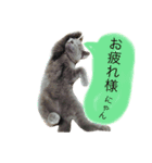 灰色猫ちゃんのみさお②（個別スタンプ：5）