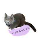 灰色猫ちゃんのみさお②（個別スタンプ：6）