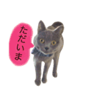 灰色猫ちゃんのみさお②（個別スタンプ：7）