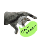 灰色猫ちゃんのみさお②（個別スタンプ：8）