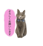 灰色猫ちゃんのみさお②（個別スタンプ：10）