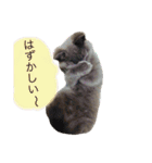 灰色猫ちゃんのみさお②（個別スタンプ：11）