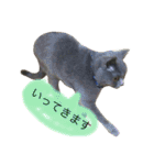 灰色猫ちゃんのみさお②（個別スタンプ：13）