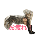 兄弟猫さん（個別スタンプ：1）