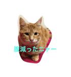 兄弟猫さん（個別スタンプ：15）