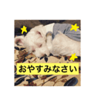 はるくんのスタンプ。犬です。（個別スタンプ：11）