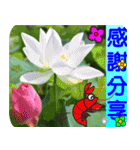 Flowers -5[Chinese version]（個別スタンプ：5）