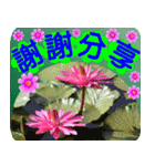 Flowers -5[Chinese version]（個別スタンプ：7）