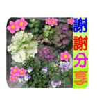 Flowers -5[Chinese version]（個別スタンプ：8）